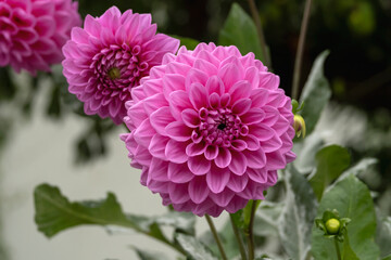 Dahlia pink flowers