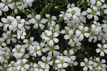 Snow-in-summer white flowers