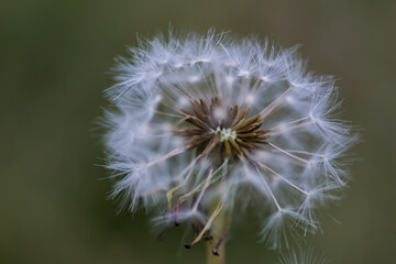 Detail (macro photography) of a Dandelion blooms 