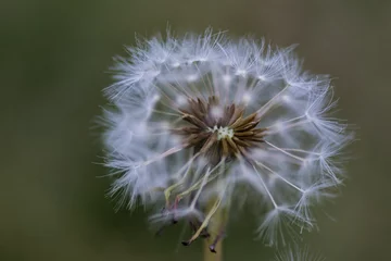 Foto op Plexiglas Detail (macro photography) of a Dandelion blooms  © Christian