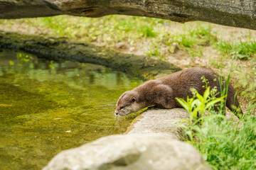 Fischotter im Zoo