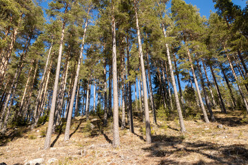 trees in the forest