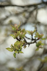 Spring branch of an apple tree with young green leaves on a blurry background og the garden. Vertical frame. High quality photo