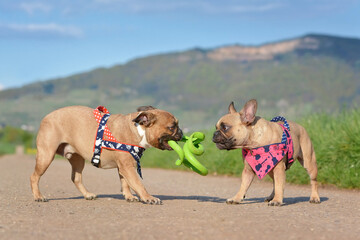 Two French Bulldogs playing together with green spiral dog toy