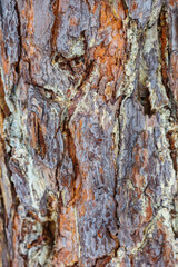 Texture Old rough bark of pine tree in natural winter light.