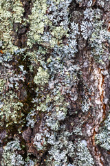 Texture Old rough bark of pine tree, covered with green moss, in natural winter light.