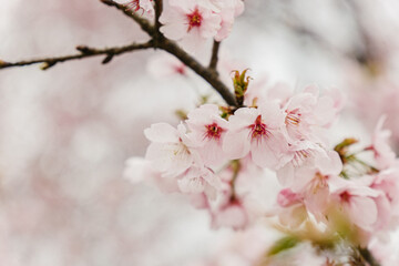 大寒桜　河津桜　花素材　背景