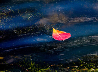 Fallen leaves on the surface of the pond water