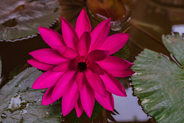Beautiful pink lotus flower in the pond, water lily grow in the water, shallow depth of field
