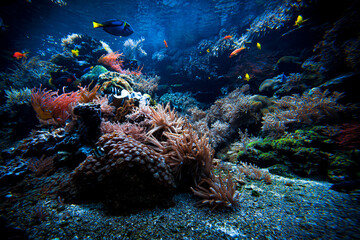Fototapeta na wymiar Colorful Tropical Reef Landscape. Life in the ocean