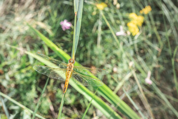 Wandering glider Dragonfly (Pantala flavescens) sitting on green grass, South Africa