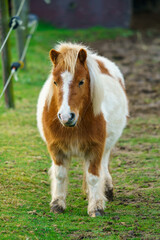  Little pony horse. A portrait of a lone  Pony