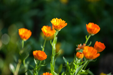 Flowers in the garden