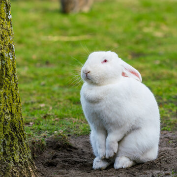 White rabbit. Rabbit On Grassy Field