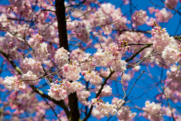 Spring Cherry blossoms, pink flowers.