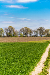 Fototapeta na wymiar Green farmers field. Rural landscape