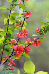Blooming quince bush flowers on spring greens background.Flora outdoors photo 