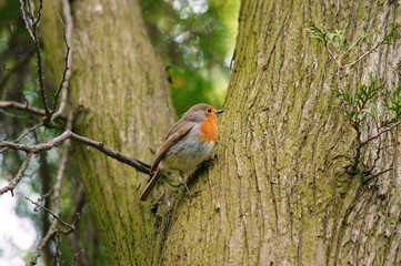 Bird robin redbreast on a white cedar trunk in early spring day. Wildlife photo outdoors