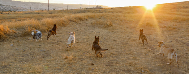 Trains dogs and a group of different dogs. High quality photo