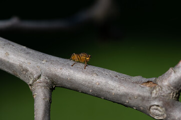 Scathophaga stercoraria - Golden Dung Fly - Scatophage du fumier