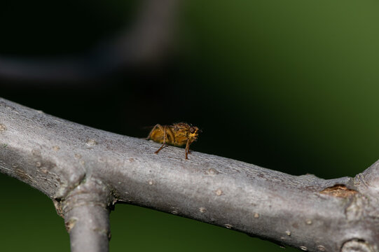 Scathophaga stercoraria - Golden Dung Fly - Scatophage du fumier