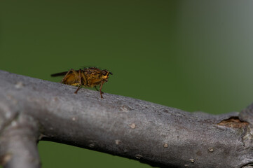 Scathophaga stercoraria - Golden Dung Fly - Scatophage du fumier