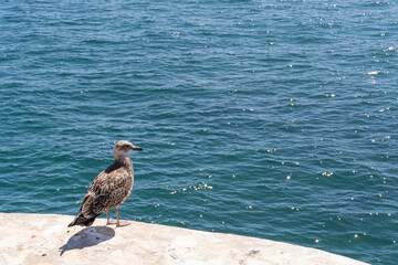 Sea bird standing on the pier looking at the sea.