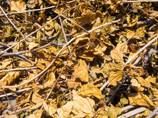 Dry leaves background. Dead leaf's texture
