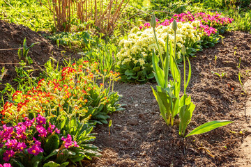 Primrose Primula blooming on flower bed. Inspirational natural floral spring or summer garden or park under soft sunlight and blurred bokeh background. Ecology nature spring landscape