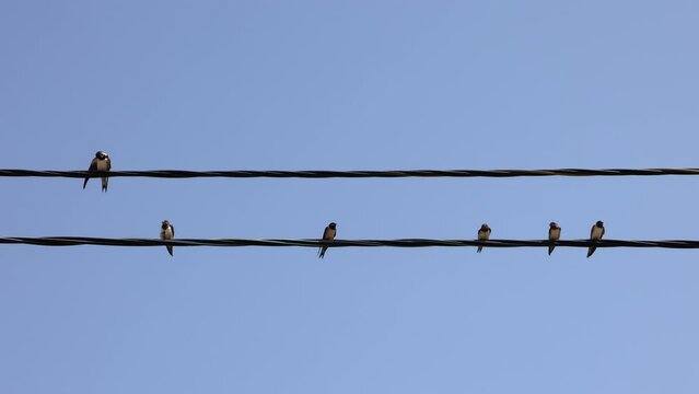 Swallows Sitting On Electric Wires With A Clear Blue Sky In The Background. 4k. ProRes.