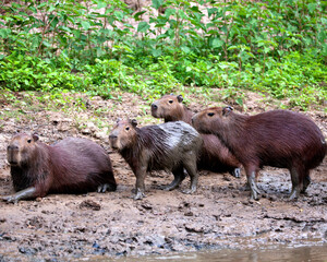 Closeup portrait of a family of Capybara (Hydrochoerus hydrochaeris) playing along the riverbank in the Pampas del Yacuma, Bolivia.