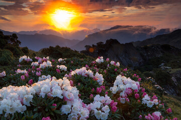 Fototapeta na wymiar Asia - Beautiful landscape of highest mountains，Rhododendron, Yushan Rhododendron (Alpine Rose) Blooming by the Trails of at Taroko National Park, Hehuan Mountain, Taiwan 