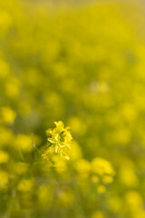 yellow spring flowers