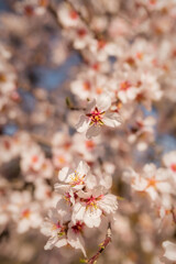 Almond Blossom in spring