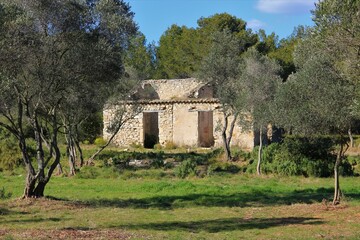 Ruine dans les oliviers en Provence