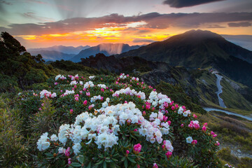 Plakat Asia - Beautiful landscape of highest mountains，Rhododendron, Yushan Rhododendron (Alpine Rose) Blooming by the Trails of at Taroko National Park, Hehuan Mountain, Taiwan 
