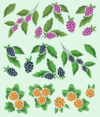 Small collection of raspberries, blackberries and cloudberries on foliate twigs and bushes for invitations, banners, posters and other design. - 489904196