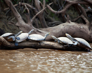 Closeup portrait of a group of Yellow-spotted River turtles (Podocnemis unifilis) sitting on log surrounded by water in the Pampas del Yacuma, Bolivia.