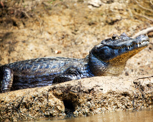 Closeup of a Black Caiman (Melanosuchus niger) sitting along banks of river with jaw open in the...