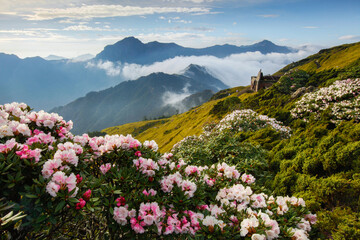 Naklejka na ściany i meble Asia - Beautiful landscape of highest mountains，Rhododendron, Yushan Rhododendron (Alpine Rose) Blooming by the Trails of at Taroko National Park, Hehuan Mountain, Taiwan 