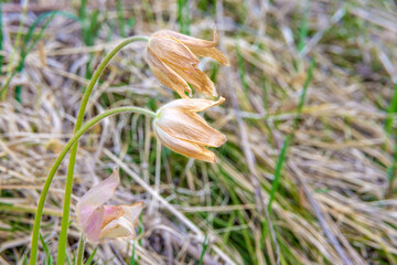 The snowdrop anemone has faded. White hairy petals of a flower after pollination withered and lost their brightness