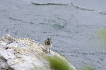 Petit oiseau au bord du Gave