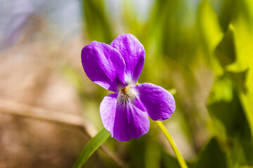 close-up of flower of the forest violet - a medicinal plant and a spring honey plant, as well as an essential oil plant