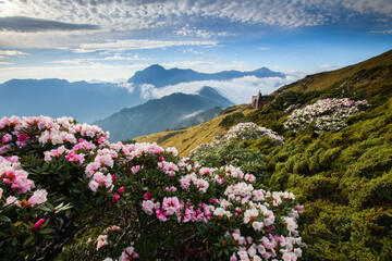 Fototapeta na wymiar Asia - Beautiful landscape of highest mountains，Rhododendron, Yushan Rhododendron (Alpine Rose) Blooming by the Trails of at Taroko National Park, Hehuan Mountain, Taiwan