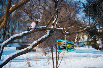 Dove bird of peace sits on a tree branch in a winter snowy park. Nearby hangs a yellow-blue feeder. Colors of the Ukrainian flag. The concept of peace in Ukraine and Europe. Selective focus.