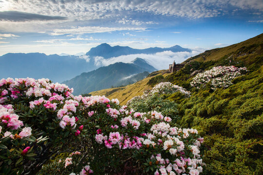 Asia - Beautiful landscape of highest mountains，Rhododendron, Yushan Rhododendron (Alpine Rose) Blooming by the Trails of at Taroko National Park, Hehuan Mountain, Taiwan