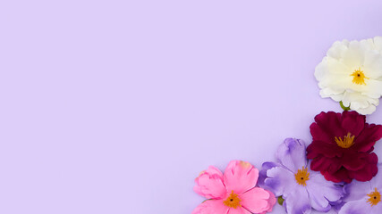 Fototapeta na wymiar Easter Still Life Arrangement With Spring Flowers On Purple Background