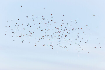 different birds fly in flock against blue sky