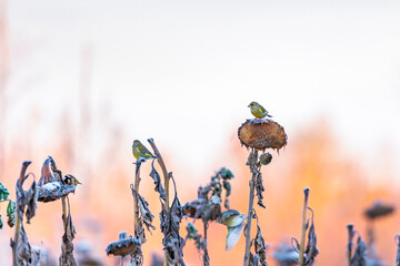 Various songbirds peck seeds from faded sunflowers in winter