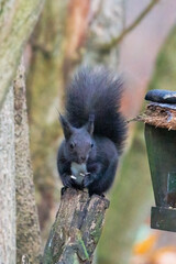 A squirrel sits between green leaves on a branch